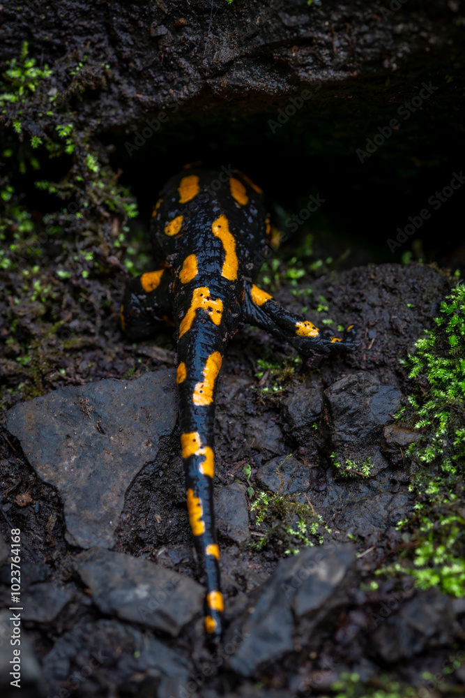 Salamander animal in autumn leaf forest in north Bohemia Salamander animal in autumn leaf forest in north Bohemia