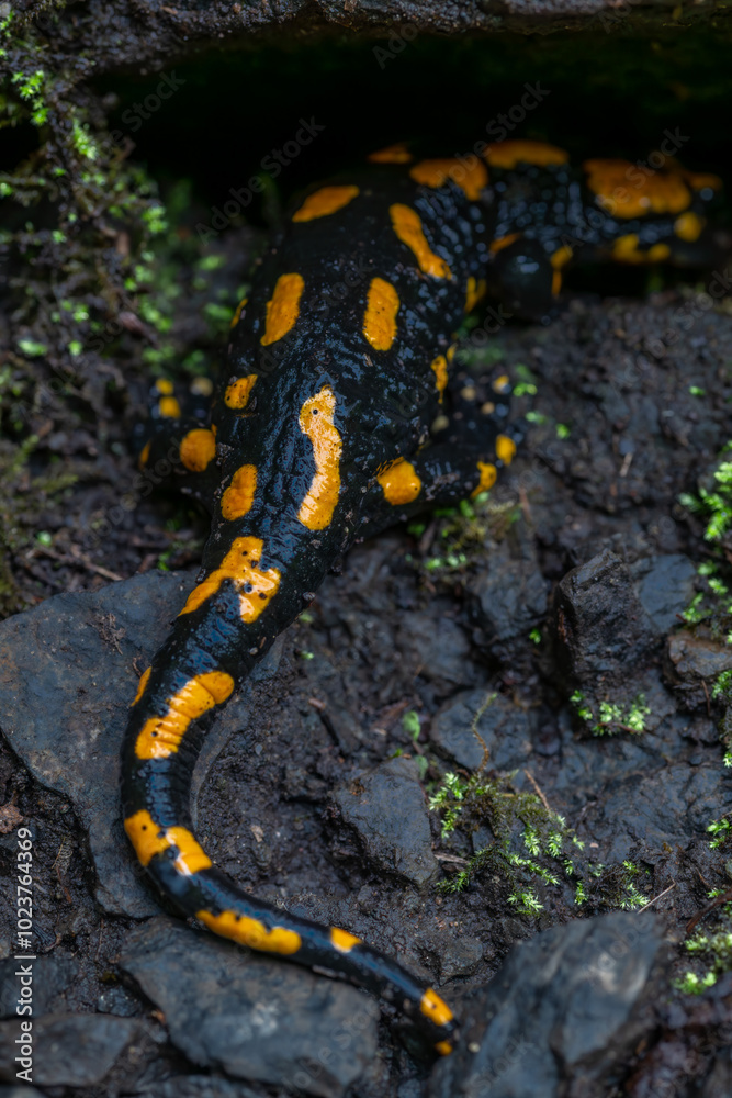 Salamander animal in autumn leaf forest in north Bohemia Salamander animal in autumn leaf forest in north Bohemia