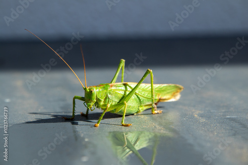 Heuschrecke - grünes Heupferd