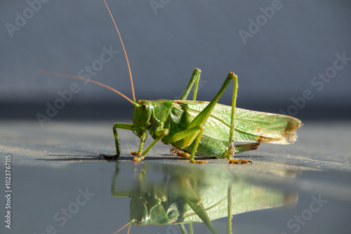 Heuschrecke - grünes Heupferd