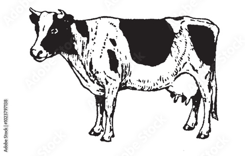 Farm Animal Set. Cow in black and white hand drawn vintage engraving illustration. Ink sketch farm bull. Beef animal silhouette art cow beef cattle.
