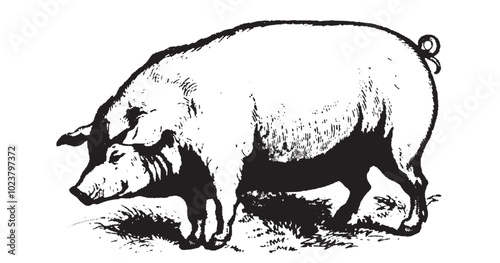 Hand drawn farm animals. Pig collection. Engraved Livestock animal.