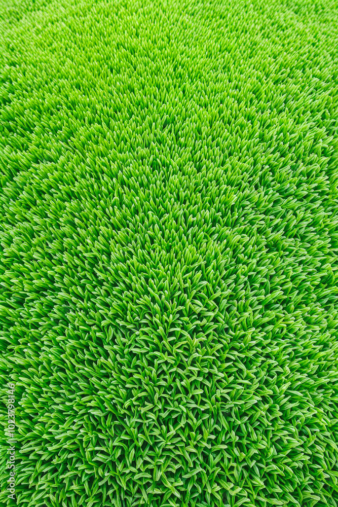 Close-up view of vibrant green grass blades forming a dense and healthy lawn. The rich texture highlights the freshness and vitality of springtime nature. Generative AI Close-up view of vibrant green grass blades forming a dense and healthy lawn. The rich texture highlights the freshness and vitality of springtime nature. Generative AI