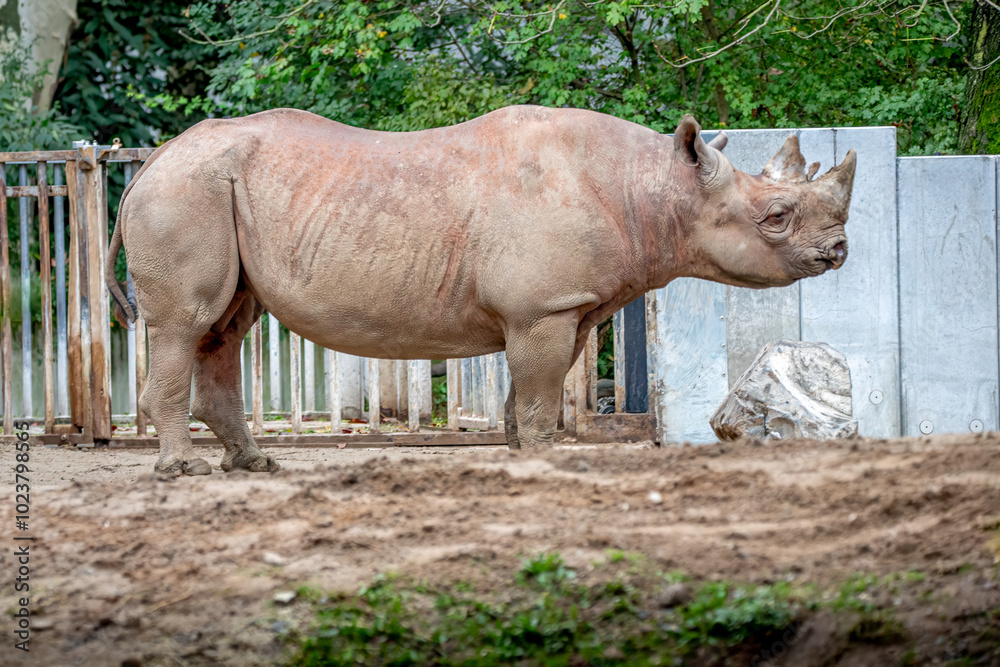 Naklejka premium a large rhino standing in the zoo
