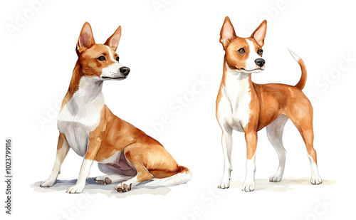 Basenji dog, watercolor clipart illustration with isolated background.