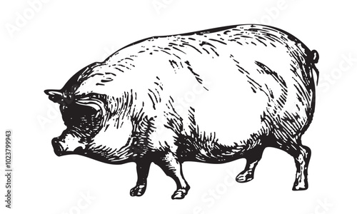 Hand drawn farm animals. Pig collection. Engraved Livestock animal.