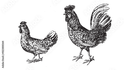 Farm Animal. Organic food. Engraved Chicken, Rooster, Hen. Poultry. Hand drawn poultry in an engraving style. Menu, restaurant, packaging in markets and shops. Vector vintage illustrations.