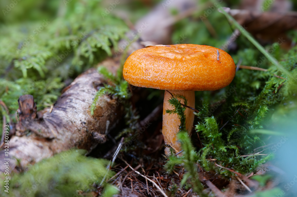 Falscher Orangemilchling (LACTARIUS AURANTIACUS) Falscher Orangemilchling (LACTARIUS AURANTIACUS)