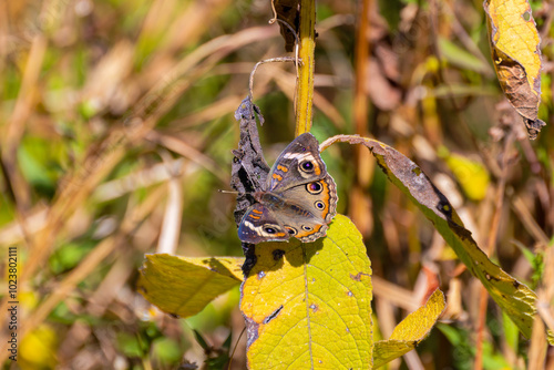 The common buckeye (Junonia coenia) Its range covers much of North America and some of Central America photo