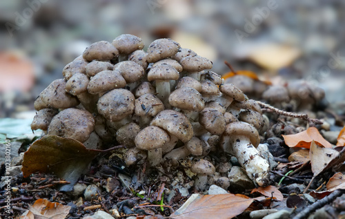 Gepanzerter Rasling (LYOPHYLLUM DECASTES) photo