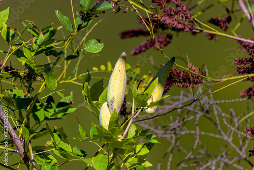 Common milkweed (Asclepias syriaca) knows as  butterfly flower, silkweed, silky swallow-wort, and Virginia silkweed, is a species of flowering plant. photo