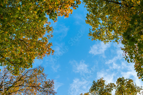 blue sky through tree branches with golden and green autumn leaves, view from bottom to top
