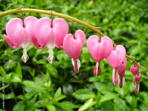 Twig of flower bush with pink hearts of Lamprocapnos Spectabilis, Bleeding heart on green background. Topics: flowering, beauty of nature, natural environment, spring, season, macro