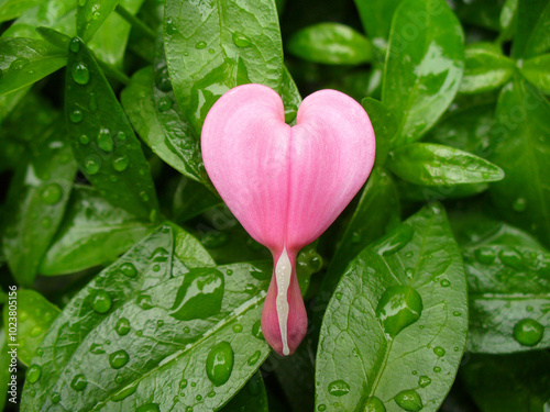 Pink heart of flowers Lamprocapnos Spectabilis, Bleeding heart on green leaves in water drops. Topics: vegetation, beauty of nature, natural environment, spring, season, weather, love, symbol