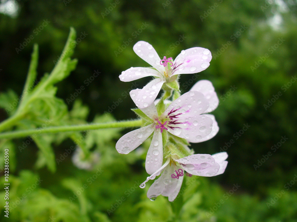 Obraz premium Flowers medicinal plant of Geranium, Geraniums, Cranesbills with water drops - close up shot. Topics: health, natural medicine, beauty of nature, spring, blooming, season, natural environment