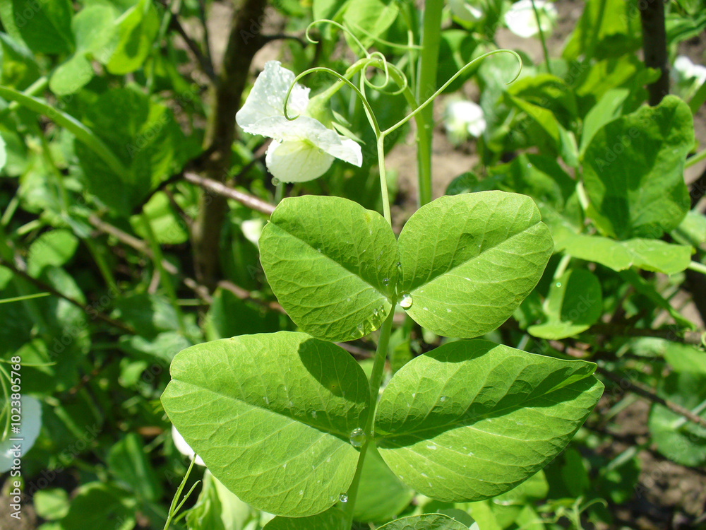 Spring twig with green leaves and white flowers of Pea, Pisum sativum in garden on sunny day. Topics: cultivation, blooming, natural vitamins, health, beauty of nature, spring, season, nature Spring twig with green leaves and white flowers of Pea, Pisum sativum in garden on sunny day. Topics: cultivation, blooming, natural vitamins, health, beauty of nature, spring, season, nature