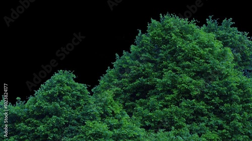 Trees On Stormy Day Pre-Keyed Isolated With Alpha Channel
 photo