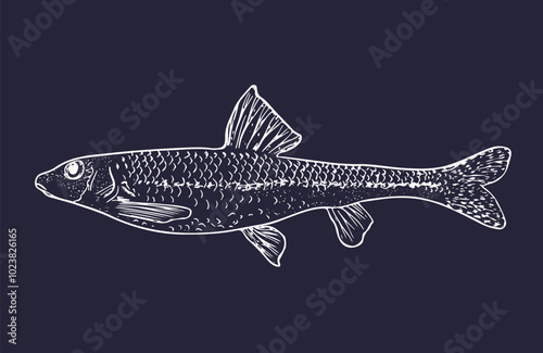 Sketch of anchovy isolated in line on the dark background
