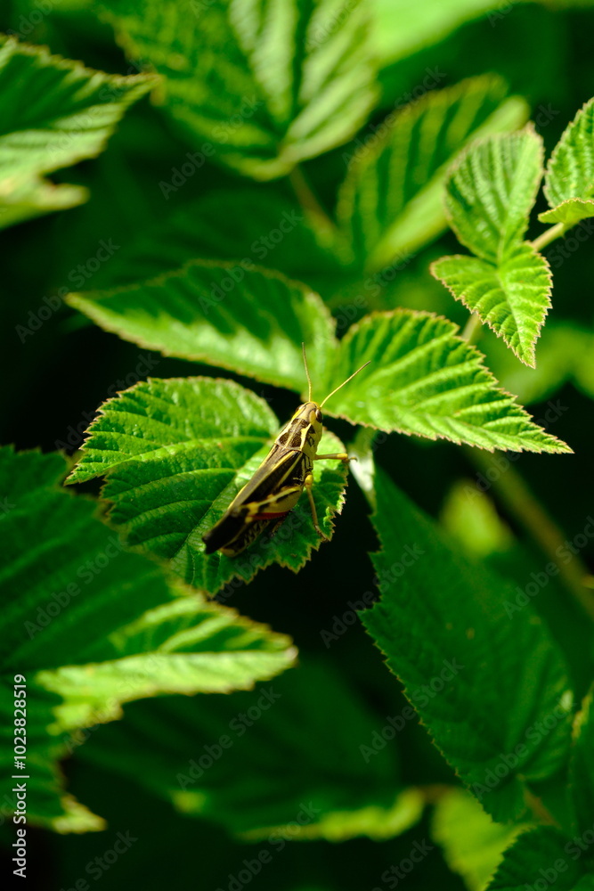 Close-up of a Vibrant Grasshopper Perched on Green Leaf Close-up of a Vibrant Grasshopper Perched on Green Leaf