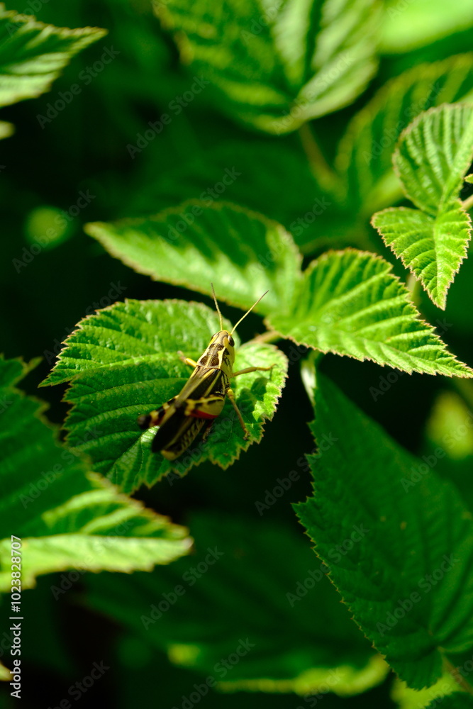 Close-up of a Vibrant Grasshopper Perched on Green Leaf Close-up of a Vibrant Grasshopper Perched on Green Leaf