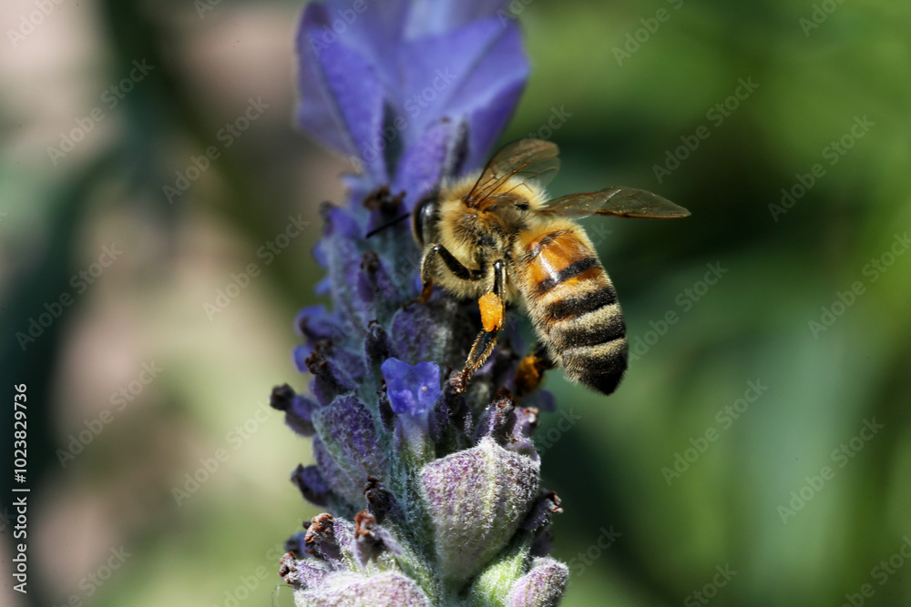 bee eating the nectar of the lavender flower in spring bee eating the nectar of the lavender flower in spring