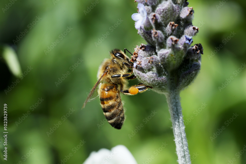 bee eating the nectar of the lavender flower in spring bee eating the nectar of the lavender flower in spring