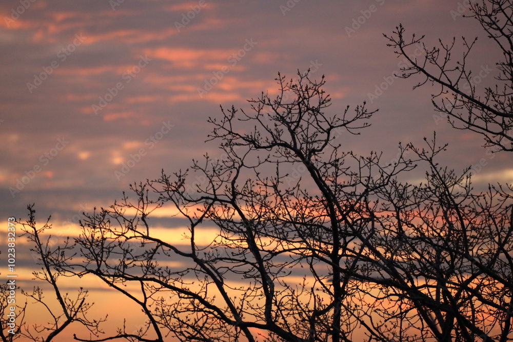 barren trees of autumn against orange yellow gold pink gray sky barren trees of autumn against orange yellow gold pink gray sky