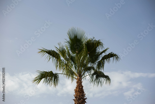 washingtonia palm