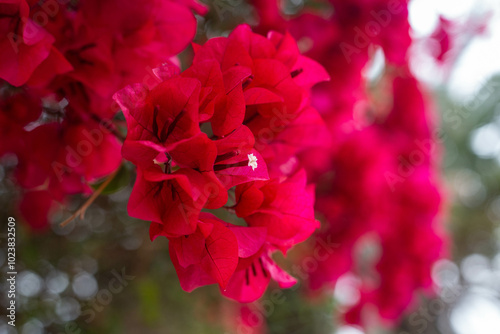bouganvillae flower