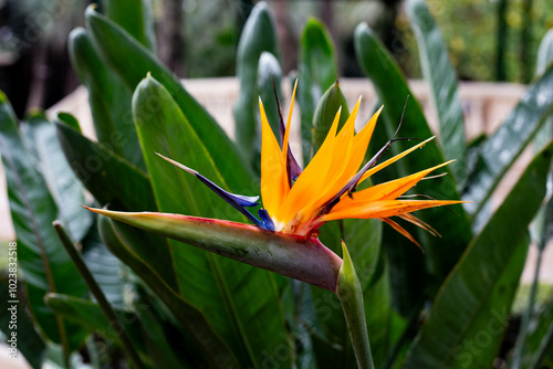 strelizia regianae flower bird of paradise
