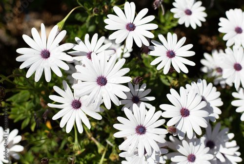 white chrysanthemum flowers