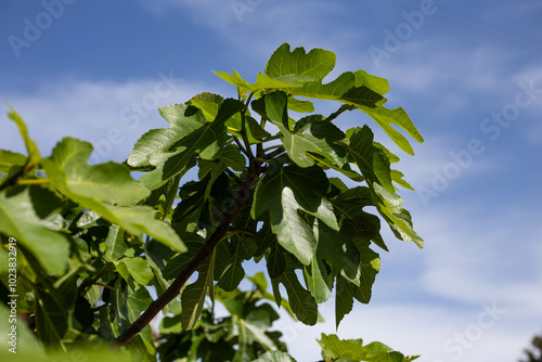 green leaves on blue sky background
