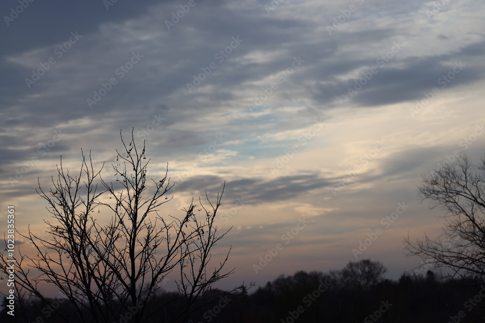 moody morning clouds above barren trees