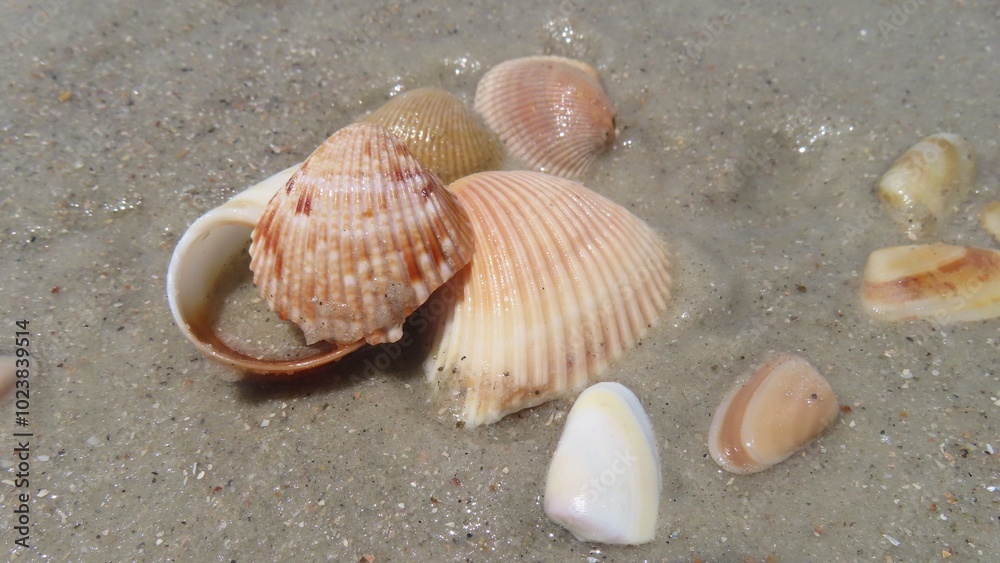 Seashells on the beach in Atlantic coast of North Florida Seashells on the beach in Atlantic coast of North Florida