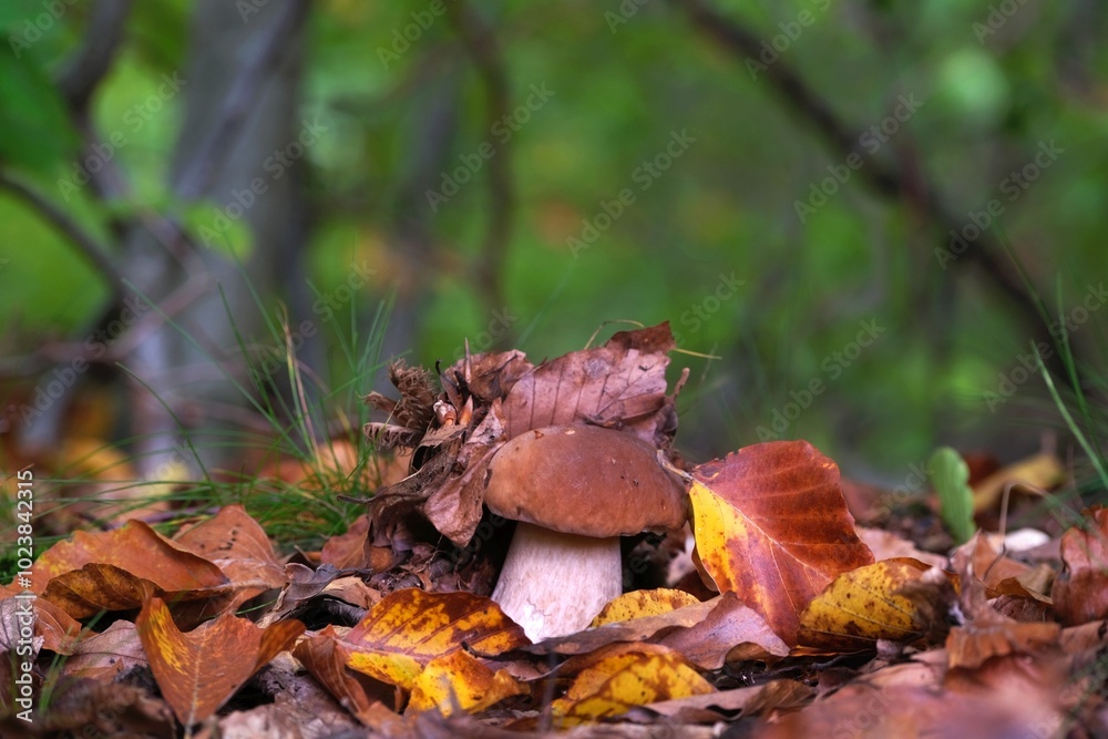 Single mushroom the boletus, also known as penny bun, cep, porcino or porcini - edible, very tasty forest mushroom. Single mushroom the boletus, also known as penny bun, cep, porcino or porcini - edible, very tasty forest mushroom.