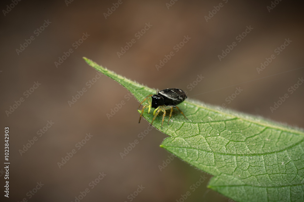 Small black jumping spider on a green leaf Small black jumping spider on a green leaf