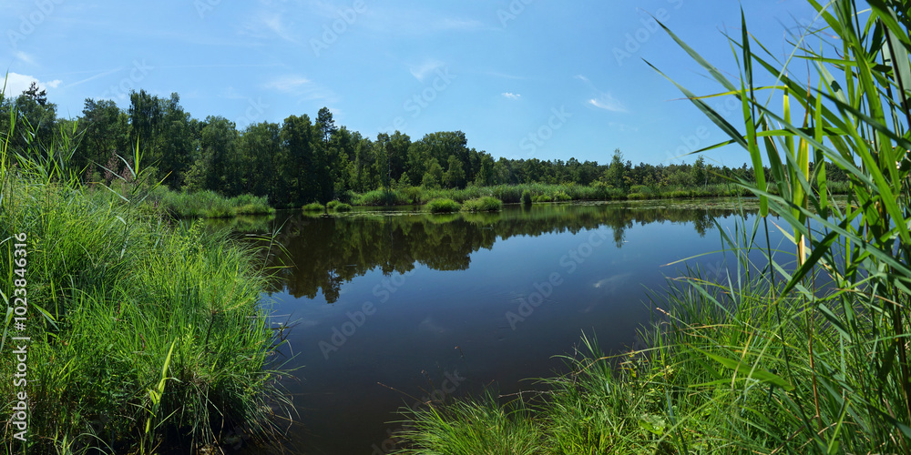 Obraz premium Ein Habitat mit Moorsee und Wasserspiegelung, bewachsen mit Schilf und grünen Gräsern an einem Waldrand