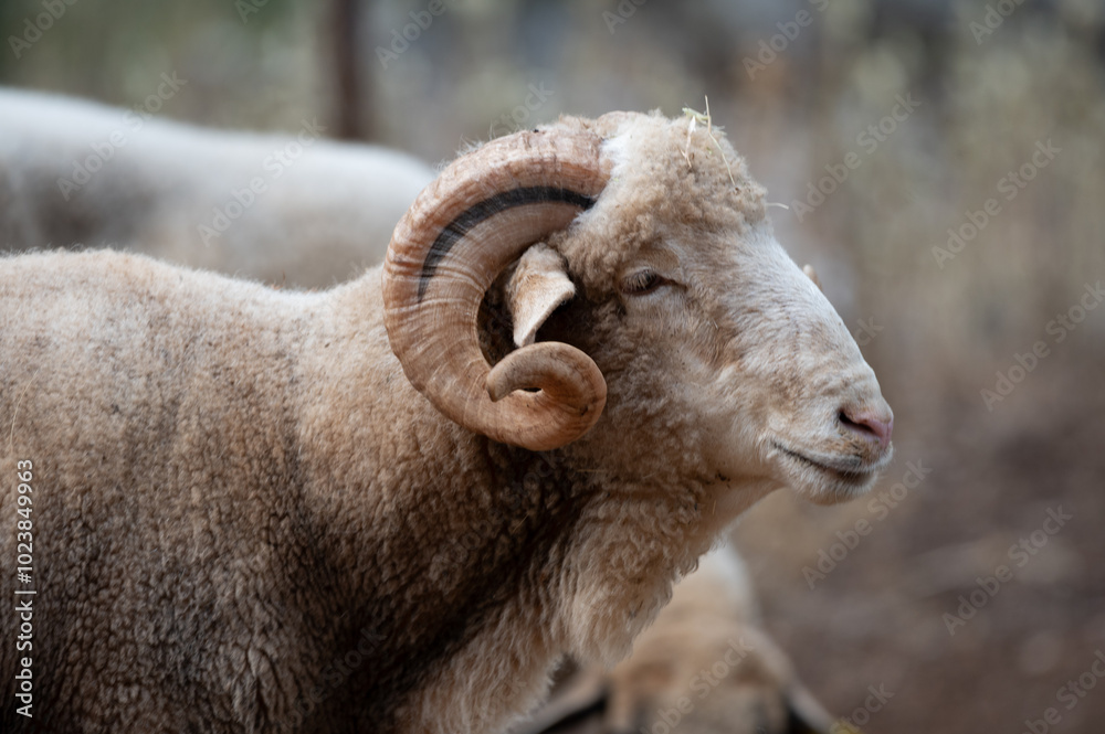 ovejas de raza merina localizadas en España ovejas de raza merina localizadas en España