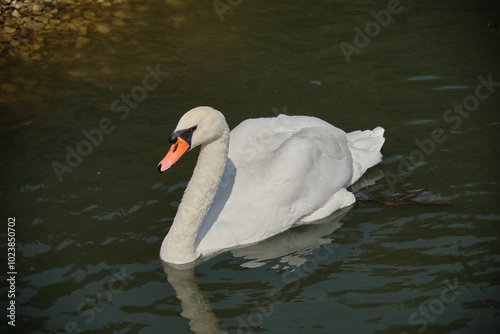 A sibilant swan with an elegantly curved neck, floating on the dark surface of the water. The sibilant swan (Latin Cygnus olor) is a bird from the duck family.