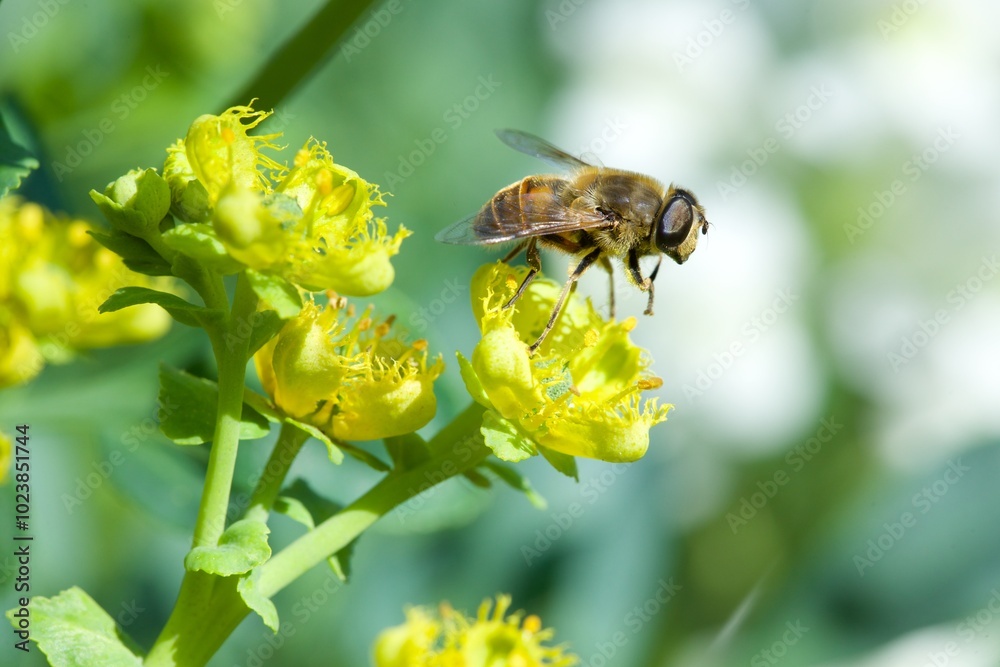bee eating the nectar of the rue flower in spring bee eating the nectar of the rue flower in spring