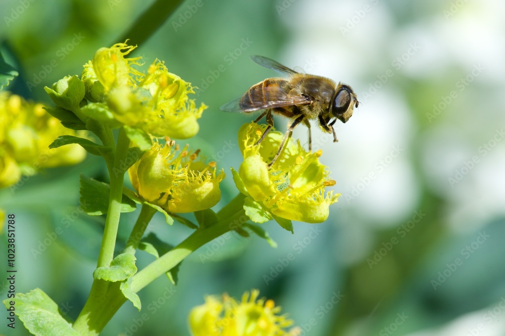 bee eating the nectar of the rue flower in spring bee eating the nectar of the rue flower in spring