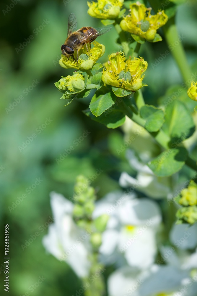 bee eating the nectar of the rue flower in spring bee eating the nectar of the rue flower in spring
