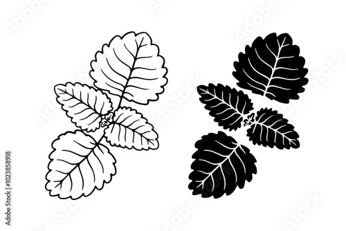 Line sketch, silhouette, mint leaf stamp. Decorative botanical elements. Vector graphics.