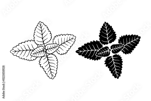 Line sketch, silhouette, mint leaf stamp. Decorative botanical elements. Vector graphics.