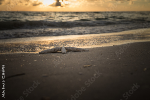 Starfish on the beach