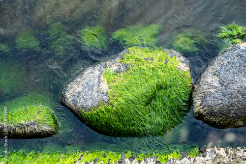 Coastal stones with algae and greenery are washed by river currents, creating a natural scene. Wind ripples through water and grass, showcasing eutrophication and the beauty of riverbank nature. photo