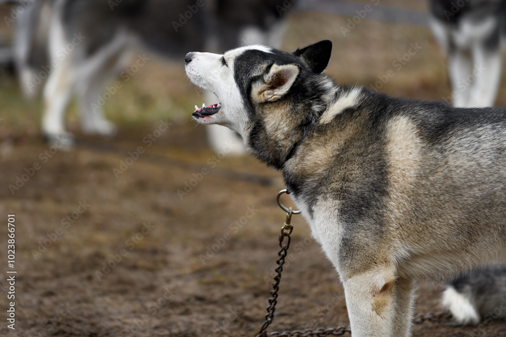 Sled Dog on Line Barks Excitedly