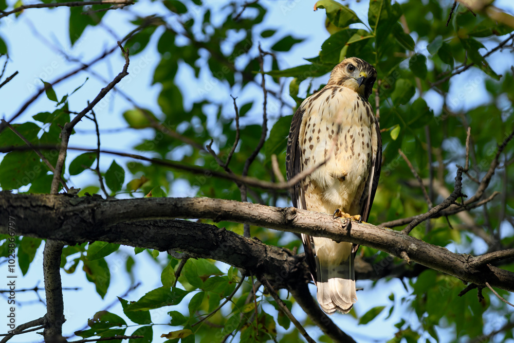 Juvenile Red-Tailed Hawk (Buteo jamaicensis) Glares Down From Tree One Foot Tucked Up