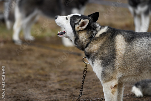 Obraz na płótnie Sled Dog on Line Barks Excitedly w salonie