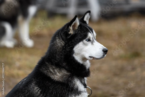 Obraz na płótnie Blue Eyed Sled Dog on Line Sits Waiting w salonie